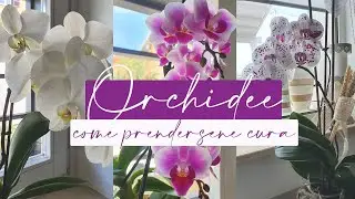 Orchidee, come prendersene cura