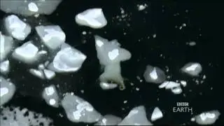 Great Male Polar Bear Swimming in Freezing Seas - Planet Earth - BBC wildlife