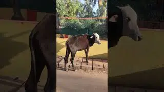 Утренние будни Палолема.