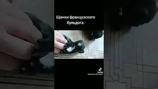 щенки французского бульдога 