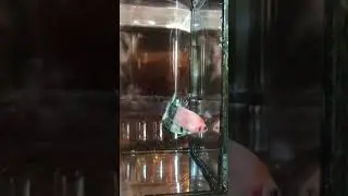 Betta