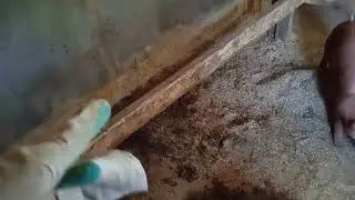 Удобные клетки для поросят и  свиноматки. наш опыт. Станок для опороса