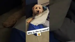 my dog is crazy. #westiepoo #dogshorts #puppyshorts