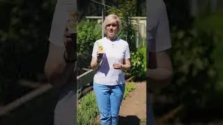 Как избавится от белых пятен на луке.