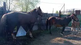 Жеребец Гром и кобылка Вишня встретились