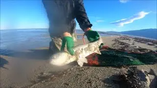 ψάρεμα με πεζόβολο,,, διάφορα ψάρια