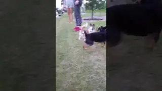 Ева и ее новый дружок