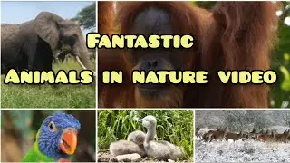 Educational Beautiful 4k Video Footage of Animals in Their Natural Environments with Music #nature