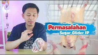 Hati-hati!! 3 Permasalahan Sugar Glider IP (In Pouch)