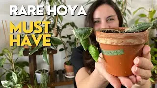 Rare Hoya Variety | Hoya Imbricata