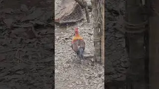 गावरान कोंबडी कोणापासून जन्माला आली? गावरान कोंबडीचा पूर्वज 