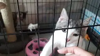 Костик и Кэтрин,ищут дом! Им по 3 месяца.Лоток 5+ Здоровы ,привиты