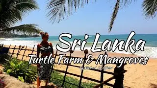Sri Lanka - Turtle Farm & Mangroven, Sehenswürdigkeiten 🌴 Reisevideo 🌴