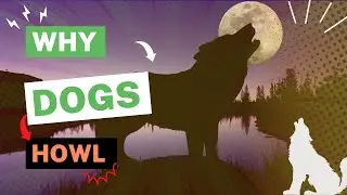 Why Dogs HOWL Will Shock You! The REAL Reason Revealed!