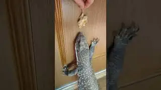 Когда хозяин дразнилка