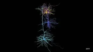 Pyramidal neurons