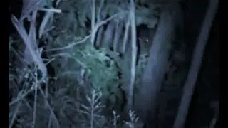 Непонято Что в лесу