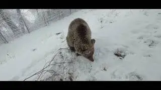 Medvjedi na snijegu...Naša Maša