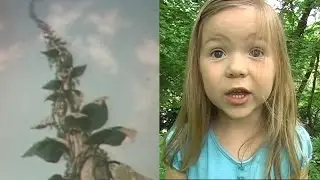 Jillian and the Beanstalk | Babyteeth4 Classics