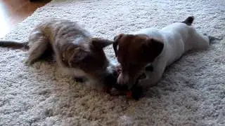 Stan and Montana Sharing (Stan=Adopted!!)