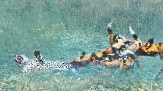 Wild Dogs Get Revenge on Leopard that Caught a Puppy