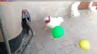 Murga Playing With Baloon Entertain