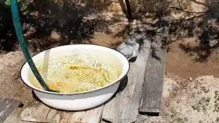 🔴Всем Доброе Утро. Водные процедуры Голубя Жорика.