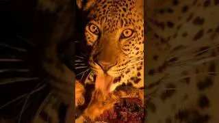 Feast #shorts #bigcats #viralanimals #fypyoutube #leopard #southluangwanationalpark #animal #safari