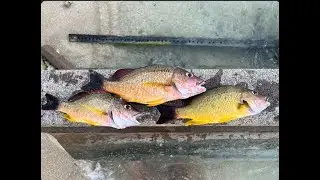 Solo Fishing the Kayak Hawaii // Beer Battered Snapper Catch N Cook