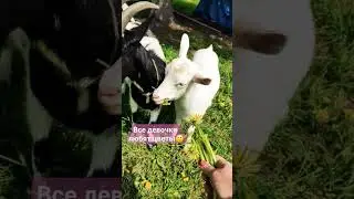 Цветы для милых дам🙂 