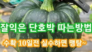 재업~단호박 따는시기와 10일전 실수하면 맹탕호박~
