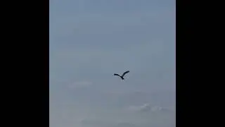 выпуск на волю коршуна, найденного до этого тонувшим в реке
