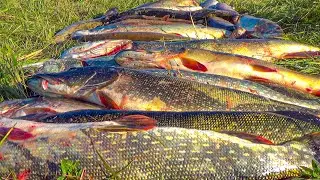 This lake is BOILING WITH FISH! FISHERMAN'S PARADISE EXISTS! Fishing 2025