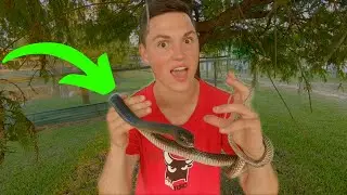 THE FASTEST SNAKE IN NORTH AMERICA! The Coachwhip!