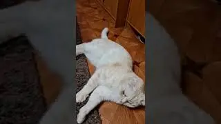 Лежебока