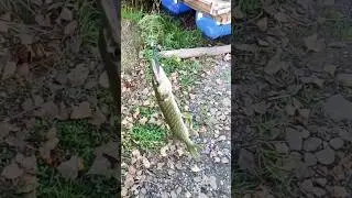Поймали Щучку