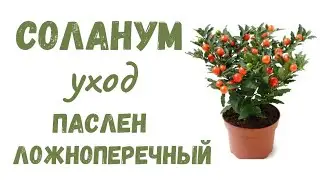 Соланум| Паслен Ложноперечный🪴 Пересадка-болталка. Уход 💯💥 мой опыт