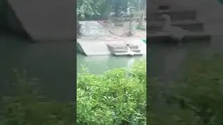 duck swimming in a pond तालाब में तैरती बत्तख