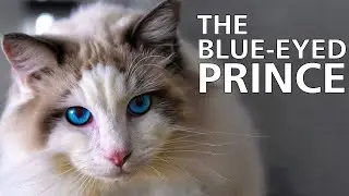 Ragdoll Cat 101 - Learn ALL About Them!