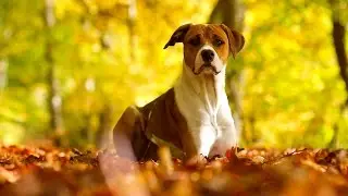 Beautiful Autumn Wallpapers - Autumn Photos Compilation With Music