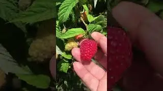 Летняя Малина дельбар монефик. Ставропольский край