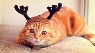 Смешные коты и котики, приколы про котов #КОШКИ #КОТИКИ