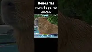 какая ты капибара