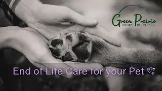 Explaining End of Life Care for your pet