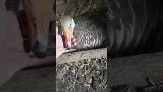Гуся села на яйца 🥚