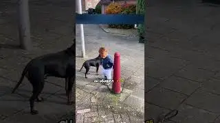 Поводок против парнишки🤯