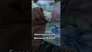 Раздаю всех кошек и собак 😉 