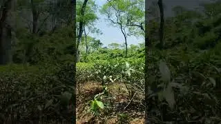 Walking around Tea Garden