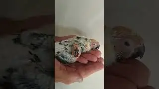 Крошки аратинги ранняя бронь #солнечныйаратинга #parrot #funnyimages #pearlcockatiel #funnymemes