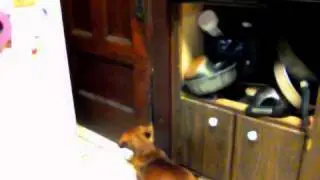 ROSIE THE SILLY DOG SCRATCHING AND BITING THE DOOR TO GET I